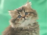 Trois chatons British non LOOF nés en avril 2026 à vendre