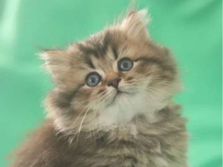 Trois chatons British non LOOF nés en avril 2026 à vendre
