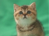 Trois chatons British non LOOF nés en avril 2026 à vendre