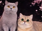Trois chatons British non LOOF nés en avril 2026 à vendre