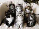 7 chatons Maine Coon polydactiles LOOF à vendre