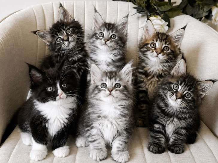 7 chatons Maine Coon polydactiles LOOF à vendre