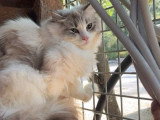 Chatte Ragdoll LOOF de mai 2025 en vente