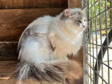 Chatte Ragdoll LOOF de mai 2025 en vente