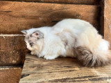Chatte Ragdoll LOOF de mai 2025 en vente