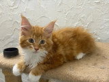3 chatons Maine Coon mâles à vendre non LOOF nés en mars 2026