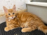 3 chatons Maine Coon mâles à vendre non LOOF nés en mars 2026