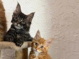 3 chatons Maine Coon mâles à vendre non LOOF nés en mars 2026