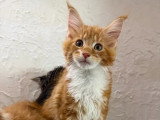 3 chatons Maine Coon mâles à vendre non LOOF nés en mars 2026