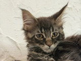 3 chatons Maine Coon mâles à vendre non LOOF nés en mars 2026