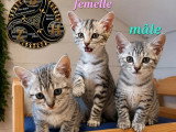 3 chatons Mau Égyptien LOOF nés en mars 2026 à vendre