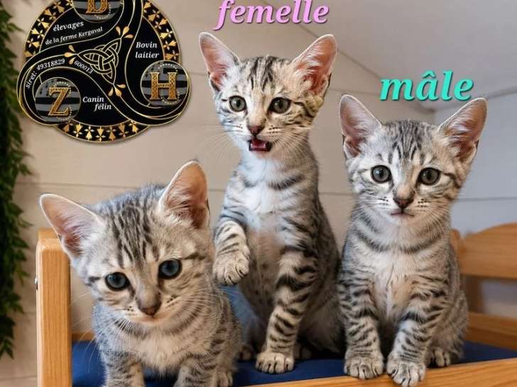 3 chatons Mau Égyptien LOOF nés en mars 2026 à vendre