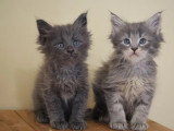 9 chatons Maine Coon LOOF nés en mai 2026 à réserver