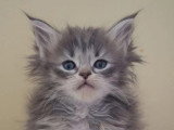 9 chatons Maine Coon LOOF nés en mai 2026 à réserver