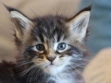 9 chatons Maine Coon LOOF nés en mai 2026 à réserver