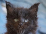 9 chatons Maine Coon LOOF nés en mai 2026 à réserver