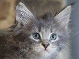 9 chatons Maine Coon LOOF nés en mai 2026 à réserver