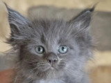 9 chatons Maine Coon LOOF nés en mai 2026 à réserver