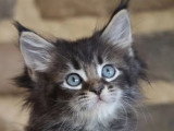9 chatons Maine Coon LOOF nés en mai 2026 à réserver