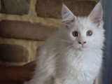9 chatons Maine Coon LOOF nés en mai 2026 à réserver