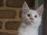 9 chatons Maine Coon LOOF nés en mai 2026 à réserver