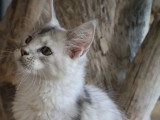 9 chatons Maine Coon LOOF nés en mai 2026 à réserver