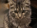 Deux chats Sibériens mâles non LOOF à vendre