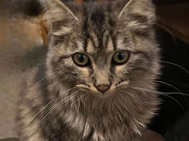 Deux chats Sibériens mâles non LOOF à vendre