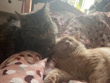 Deux chats Sibériens mâles non LOOF à vendre
