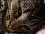 Deux chats Sibériens mâles non LOOF à vendre