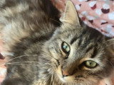 Deux chats Sibériens mâles non LOOF à vendre