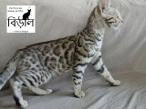 Chaton Bengal Snow mink marble et black silver tabby à vendre