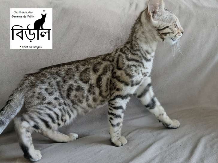Chaton Bengal Snow mink marble et black silver tabby à vendre