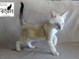 Chaton Bengal Snow mink marble et black silver tabby à vendre
