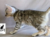 Chaton Bengal Snow mink marble et black silver tabby à vendre
