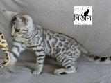 Chaton Bengal Snow mink marble et black silver tabby à vendre