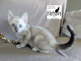 Chaton Bengal Snow mink marble et black silver tabby à vendre