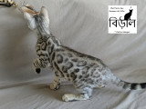 Chaton Bengal Snow mink marble et black silver tabby à vendre