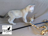 Chaton Bengal Snow mink marble et black silver tabby à vendre