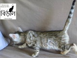 Chaton Bengal Snow mink marble et black silver tabby à vendre