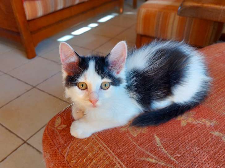 Cookie chaton mâle né en avril 2026 à adopter en association