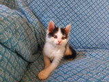 Cookie chaton mâle né en avril 2026 à adopter en association