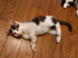 Cookie chaton mâle né en avril 2026 à adopter en association