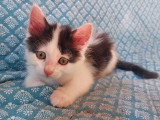 Cookie chaton mâle né en avril 2026 à adopter en association
