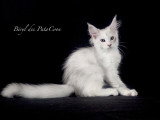 Chatons Maine Coon LOOF à vendre