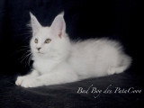 Chatons Maine Coon LOOF à vendre