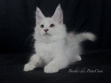 Chatons Maine Coon LOOF à vendre