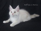 Chatons Maine Coon LOOF à vendre