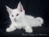 Chatons Maine Coon LOOF à vendre