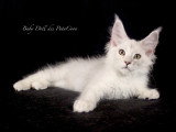 Chatons Maine Coon LOOF à vendre